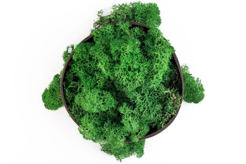 Stabiliziran mah - lišaji - gozdno zelena - Teža: 500g