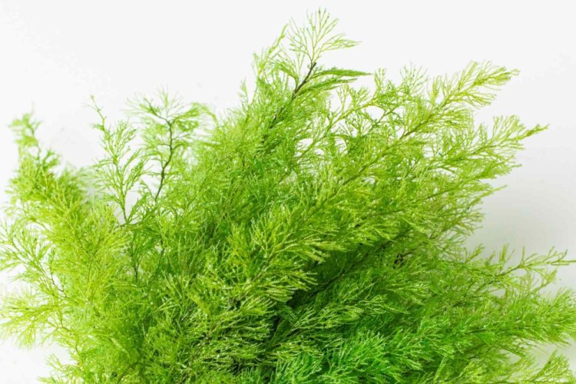 Stabilizirana praprot Sertularia - Barva: Temno zelena