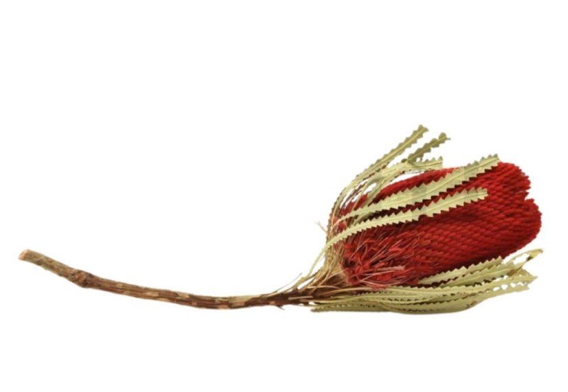 Sušený kvet Banksia - Červený