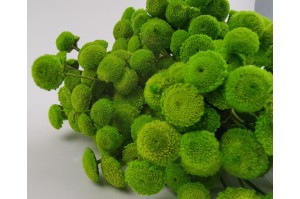 Stabilisierte Botao-Blüten - Hellgrün