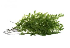 Stabilisierte Lutti-Farn - Verpackung