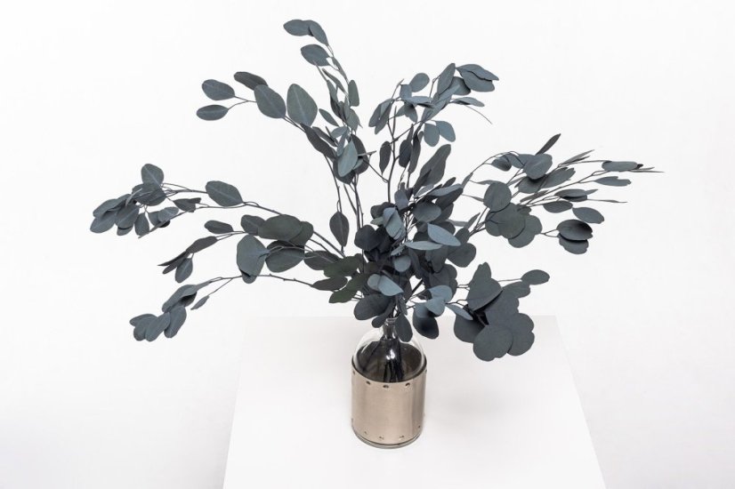 Stabilizált Eucalyptus Populus - Zöld - nagykereskedelem - Darabszám: 5 doboz