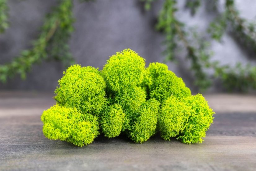 Mușchi stabilizat curățat - lichen - Verde măr - Finlandez - Greutate: 100g