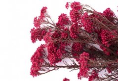 Stabilizovaný ryžový kvet - Červený
