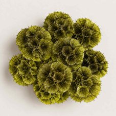 Scabiosa stellata stabilizzata - Verde oliva