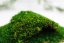 Plochý mach - Prírodná zelená - Váha: 3kg