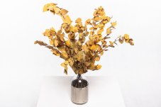 Eucaliptus Stuartiana Stabilizat - Galben