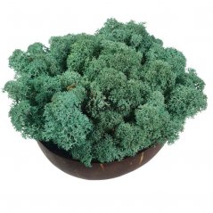 Muschio stabilizzato - lichene - Verde turchese