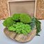 DIY sada na machový obraz - 30x40cm - Farba rámu: Smrek, Farba kopčekového machu: Svetlo zelená