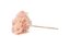 Stabilisierte Hortensie - Creme-Rosa