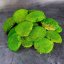 Mușchi de deal - "Broască țestoasă" Mini - Verde deschis - Ambalaj 0,15m2