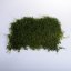 Plochý mach - Prírodná zelená - Váha: 1kg