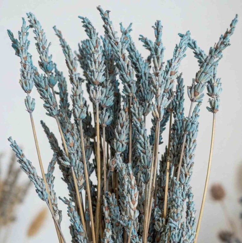 Stabilizované kvety Levandula - modré