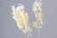 Stabilisierte Rispenhortensie - Creme