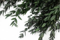 Stabilisierte Eukalyptus Parvifolia