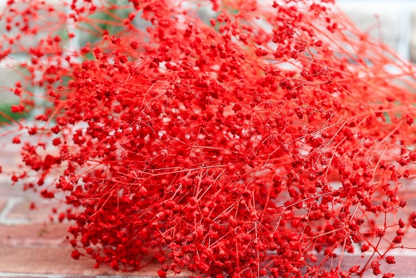 Stabilizált gypsophila - Kiárusítás