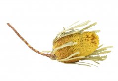 Sušený květ Banksia - Žlutý