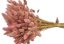 Getrocknetes Lagurus-Gras -Rosa