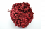 Stabilizált hortenzia - bordó vörös