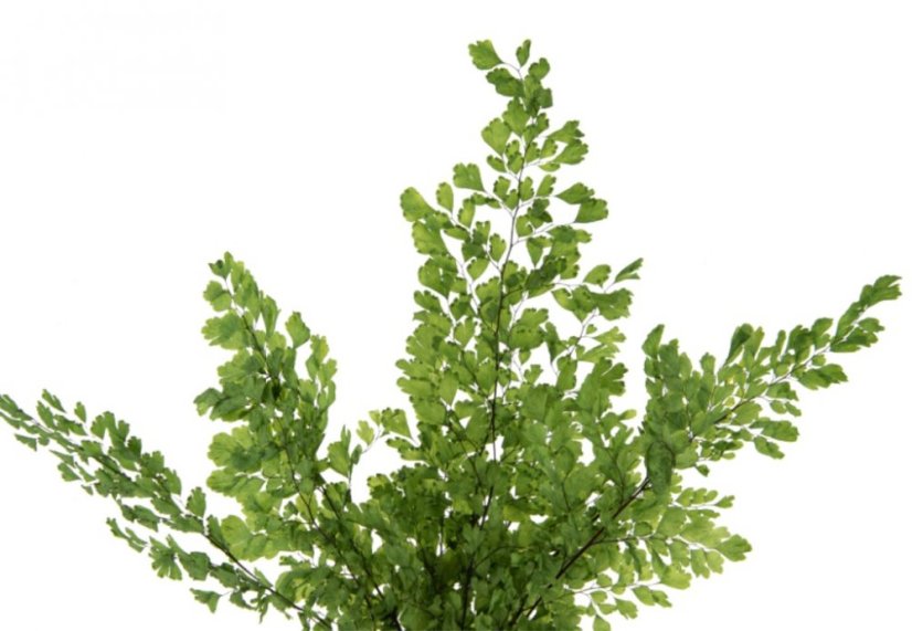 Stabilisierte Lutti-Farn - Verpackung