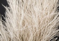 Erba ornamentale stabilizzata "Tiki" - Bianca