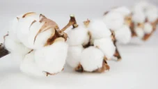 Getrocknete Baumwolle