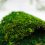 Mușchi plat - Verde natural
