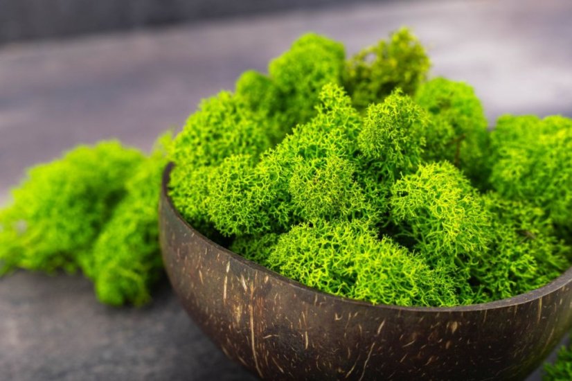Mușchi stabilizat curățat - lichen - Verde măr - Finlandez - Greutate: 100g