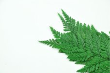 Ferigă stabilizată Davalia - verde