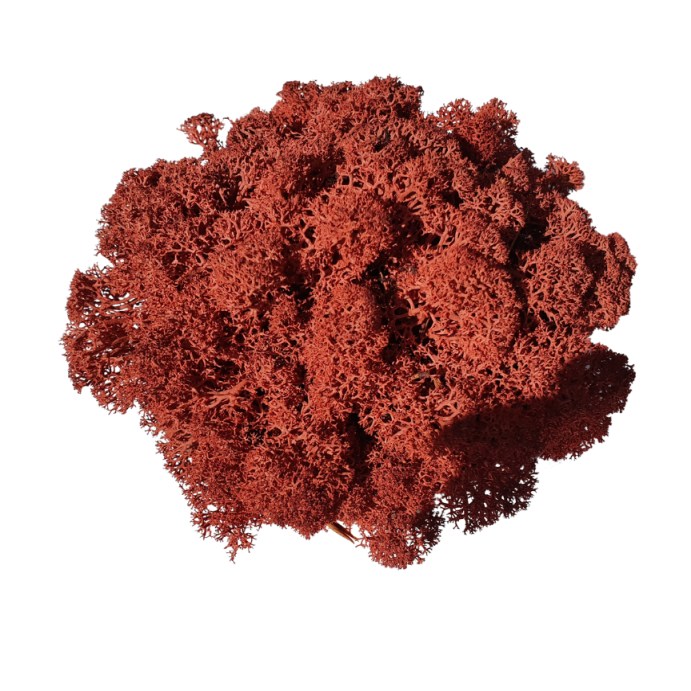 Muschio stabilizzato - lichene - Mattone - Peso: 1kg