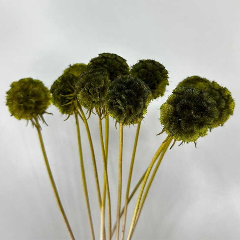 Scabiosa stellata stabilizzata - Verde oliva