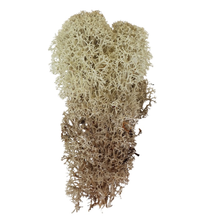 Muschio stabilizzato - lichene - Naturale