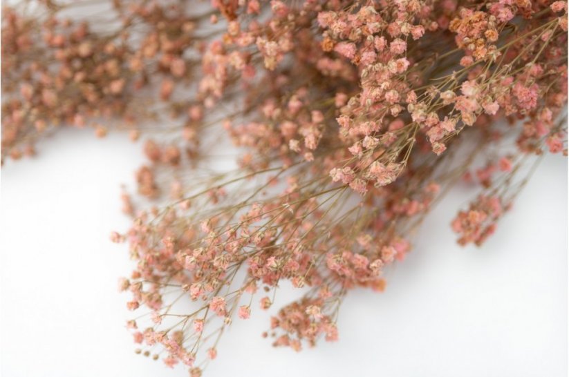 Stabilizirani cvetovi Gypsophile - bledo rožnati