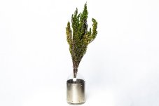 Stabilisiertes Heidekraut - Grün