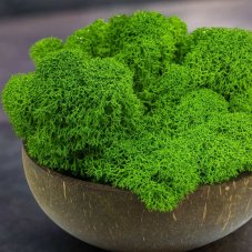 Očiščen stabiliziran mah – lišaj – grahovo zelen – finski