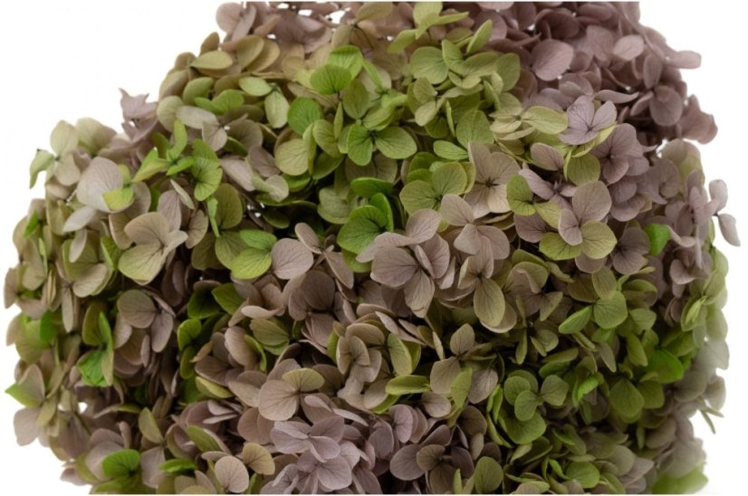 Hortensie stabilizată - Verde-roz
