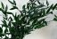 Ruscus stabilizat - verde