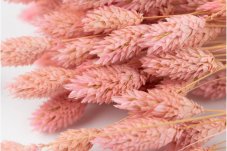 Flori uscate Phalaris - Roz