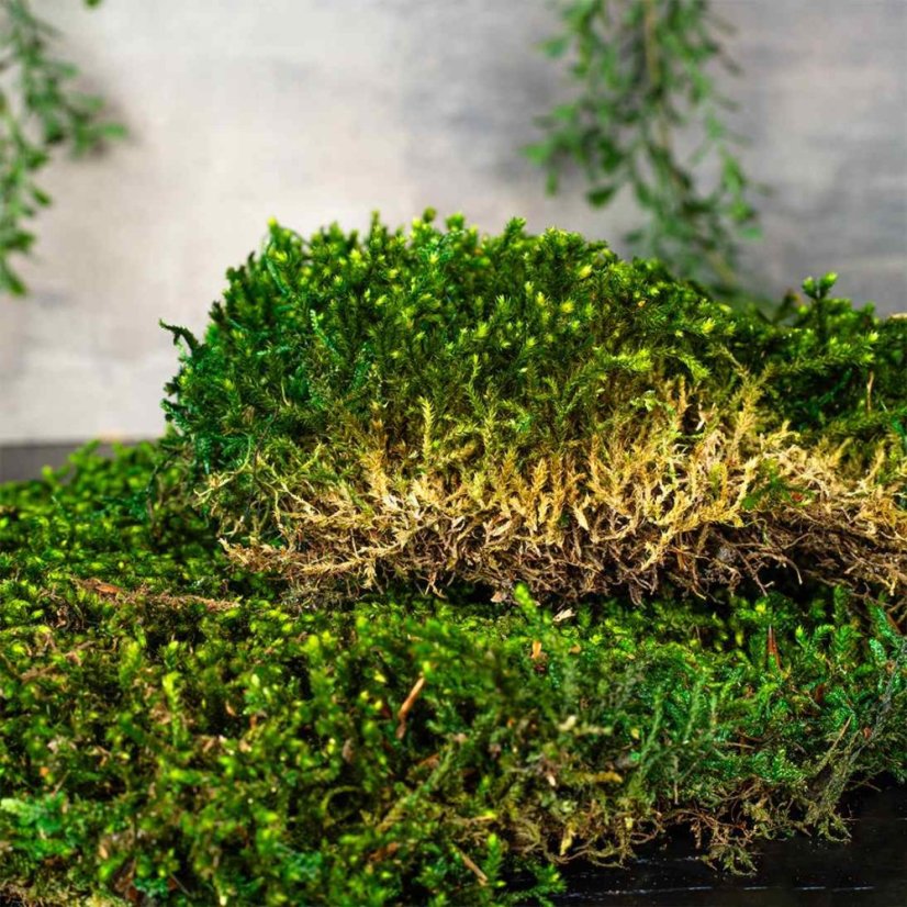 Flachmoos - Naturgrün PREMIUM - Gewicht: 1kg (ca 0,75m²)