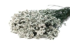 Stabilisierte Limonium-Blüten - Weiß
