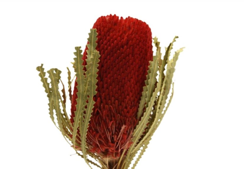 Sušený kvet Banksia - Červený