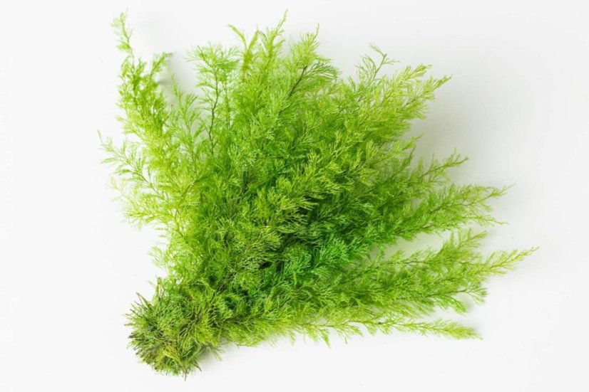 Stabilizirana praprot Sertularia - Barva: Temno zelena
