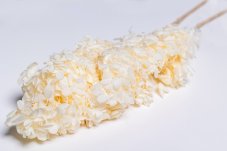 Stablizirana hortenzija Grandiflora- Krem