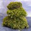 Mușchi bulgăre - "Arici" - Verde natural - Suprafață: 0,1 m² (acoperă o suprafață de 30x35 cm)