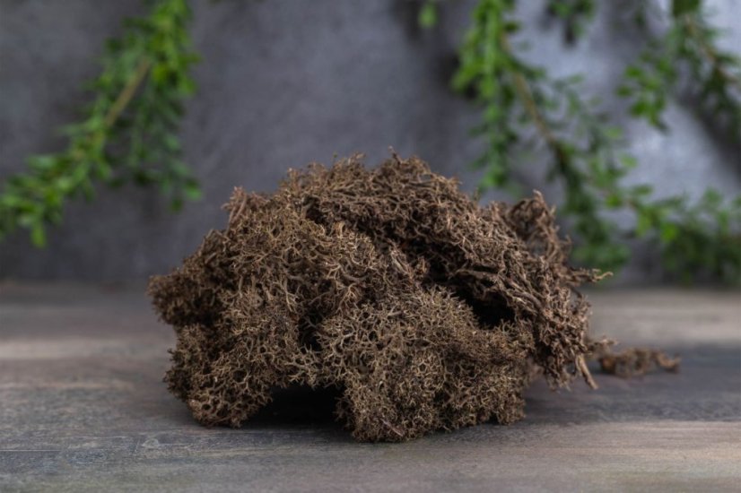 Stabilizált moha - zuzmó - Barna - Súly: 500g