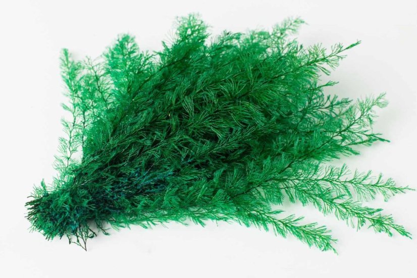Felce stabilizzata Sertularia - Colore: Verde scuro