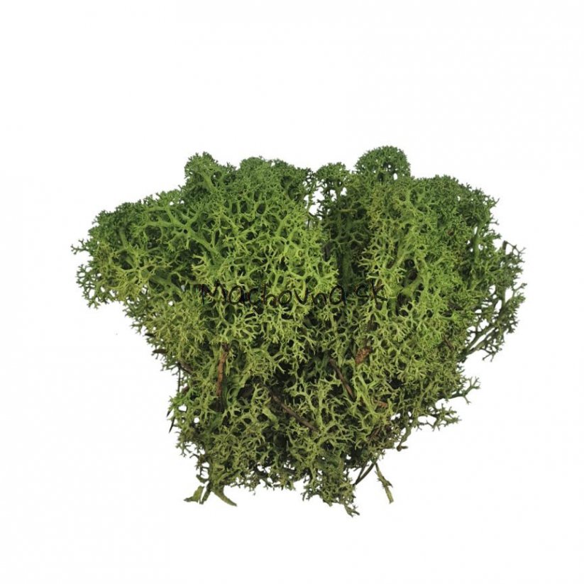 Muschio stabilizzato - lichene - Verde medio - Peso: 500g
