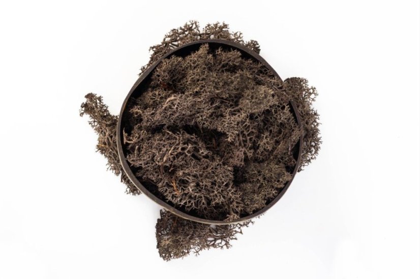 Mușchi stabilizat - lichen - Maro - Greutate: 1kg