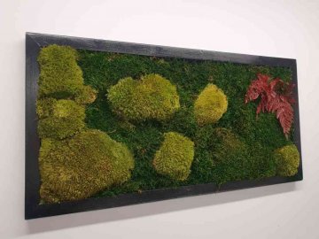 Készletek mohafestmények készítéséhez - Lichen szín - Természetes