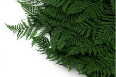 Ferigă verde stabilizată - MARE - 10 buc.